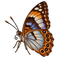 Baron Butterfly
