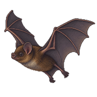 New Zealand Lesser Short-tailed Bat