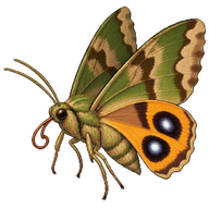 Green Fruit-Piercing Moth