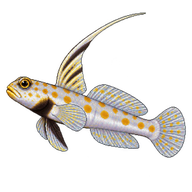 Black-chest Shrimp-goby