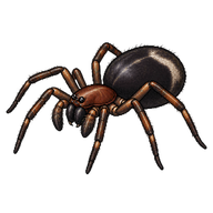 Ant-eating Spider