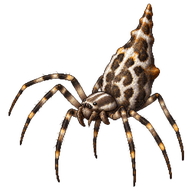 Cone-shaped Orbweaver