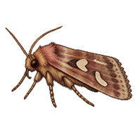 Rosy Rustic