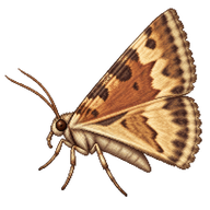 Variable Field Grass Moth