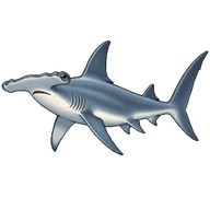 Smooth Hammerhead