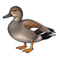 Gadwall