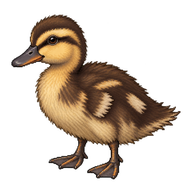 Gadwall Duckling