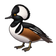 Hooded Merganser