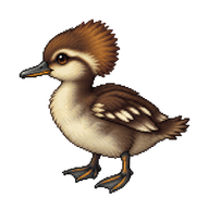 Hooded Merganser Duckling