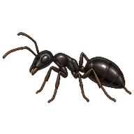 Black Garden Ant