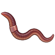 Octagonal-Tail Worm