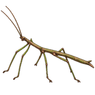 Japanese Stick-insect