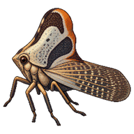 Ricania Leafhopper