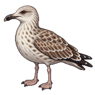 Herring Gull Juvenile