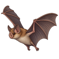 Greater Horseshoe Bat