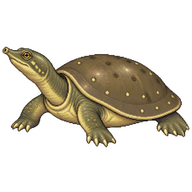 Indian Flapshell Turtle