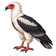 Palm-nut Vulture