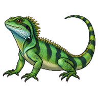 Chinese Water Dragon