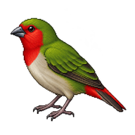 Red-throated Parrotfinch