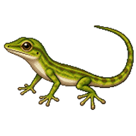Carolina Anole Hatchling