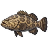 Goliath Grouper