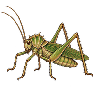 Greater Arid-land Katydid
