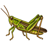 Small rice grasshopper