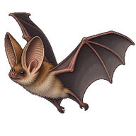 Townsend's Big-eared Bat