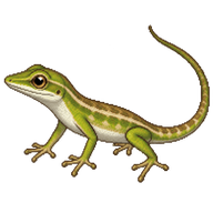 Carolina Anole Juvenile