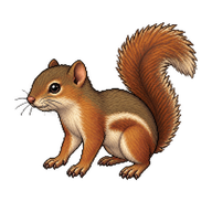 Gambian Sun Squirrel Pup
