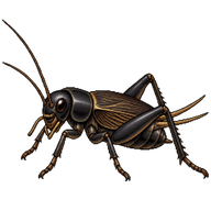 Texas Field Cricket