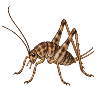 Thomas' Camel Cricket