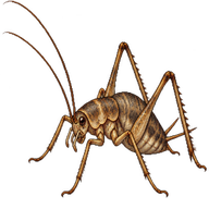 Cave Camel Cricket
