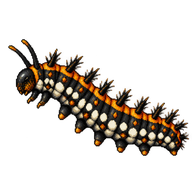 Edith's Checkerspot Caterpillar