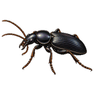 Western Seedcorn Beetle
