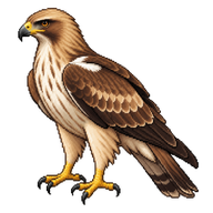 Booted Eagle