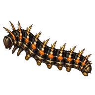 Western Painted Lady Caterpillar