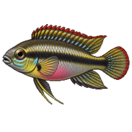Kribensis