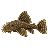Bristlenose Pleco