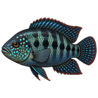 Jack Dempsey Cichlid