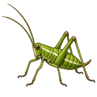 Striped Bush-cricket (nymph)