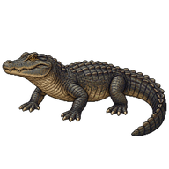 African Dwarf Crocodile