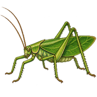 Giant katydid
