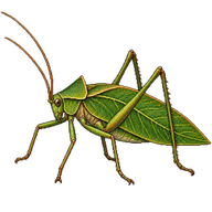Malayan leaf katydid