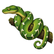 Amazon Basin Emerald Tree Boa