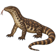Dumeril's Monitor
