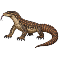 Ridge-tailed Monitor