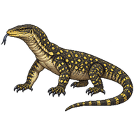 Yellow-spotted Monitor