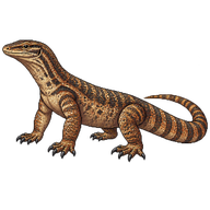 Kimberley Rock Monitor