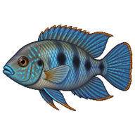 Blue Acara